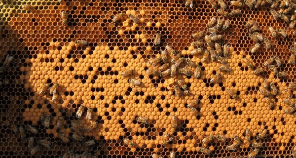 Pollen-laden comb frame