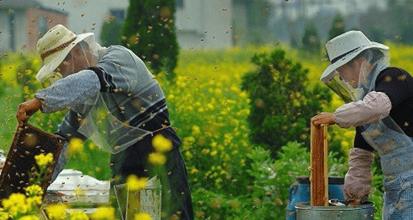 Beekeepers working hives in a flowering field